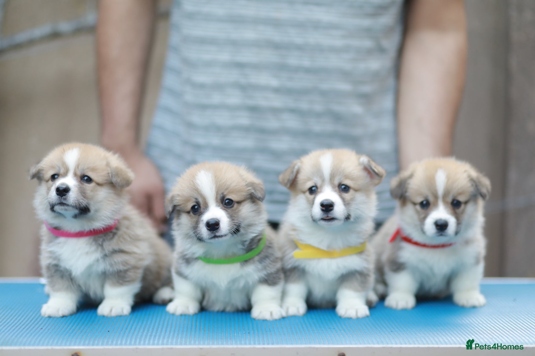 Welsh Corgi Pembroke dogs Champion Sired Corgi Pembroke puppies available  - Advert 11