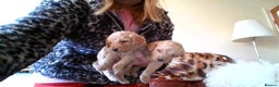 Poodle dogs for sale: miniature poodle puppies for sale (READY NOW ) - Advert 2