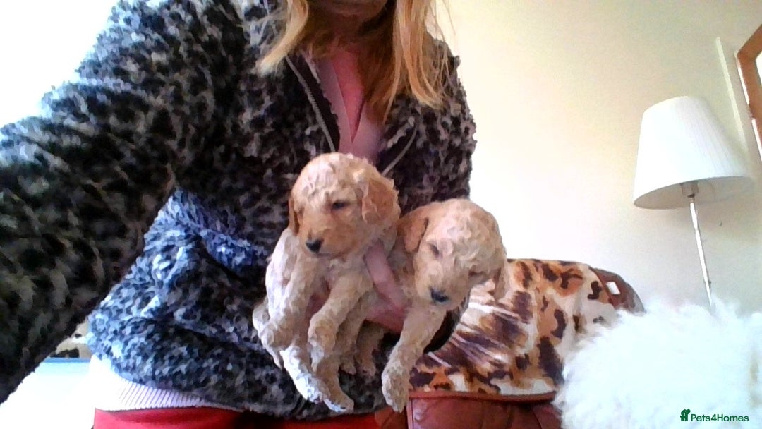 Poodle dogs for sale: miniature poodle puppies for sale - Advert 4