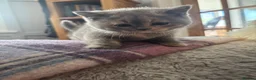 British Shorthair cats for sale: Stunning GCCF reg. Blue  Cream  BSH  - Advert 11