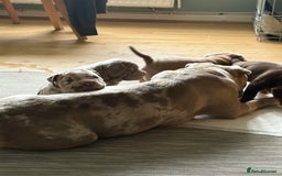 Mixed Breed dogs for sale: Bullpei puppies  - Image 12