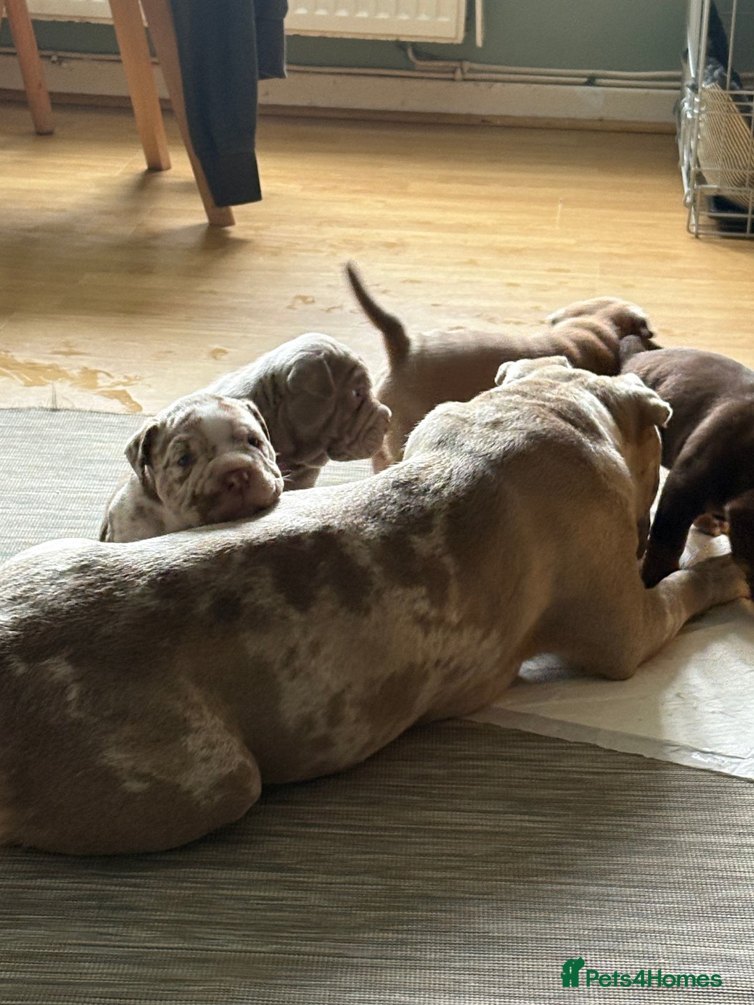 Mixed Breed dogs for sale: Bullpei puppies  - Image 12