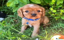Cavalier King Charles Spaniel dogs for sale: Beautiful KC Registered Cavalier Puppies  - Image 5