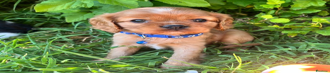 Cavalier King Charles Spaniel Puppy 2