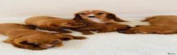 Cockalier dogs for sale: Cockalier puppy’s  - Advert 4