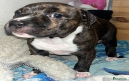 Staffordshire Bull Terrier dogs for sale: Female Staffordshire Bull Terrier Pups - Image 3