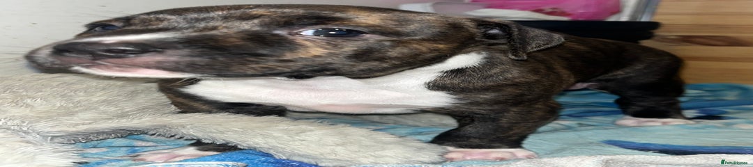 Staffordshire Bull Terrier Puppy 1