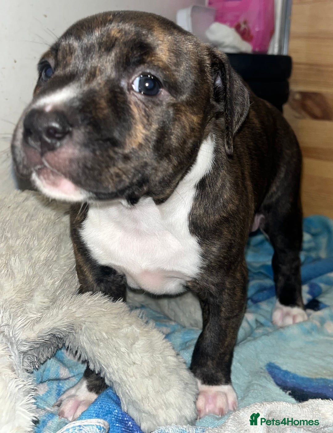 Staffordshire Bull Terrier dogs for sale: Female Staffordshire Bull Terrier Pups - Image 3