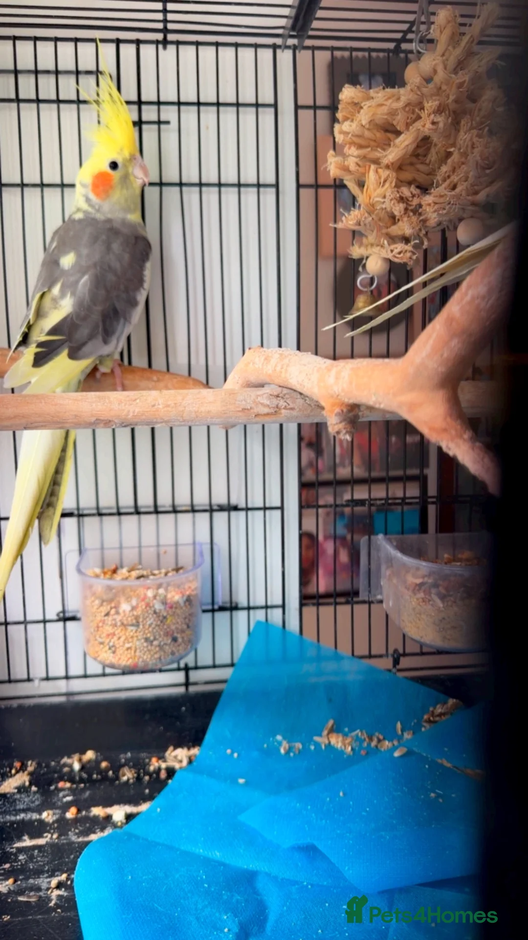 Cockatiels birds for sale: Ninfa  - Advert 1
