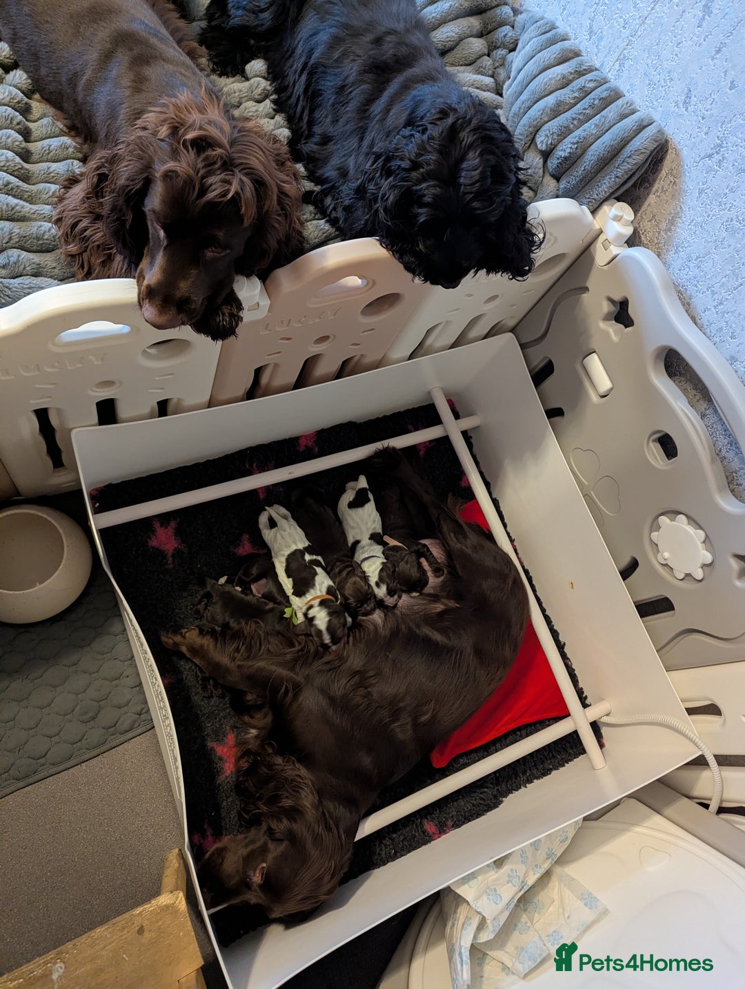 Cocker Spaniel dogs for sale: COCKER SPANIEL PUPPIES 🩵🩷LOOKING NEW HOME 🏡 - Advert 2