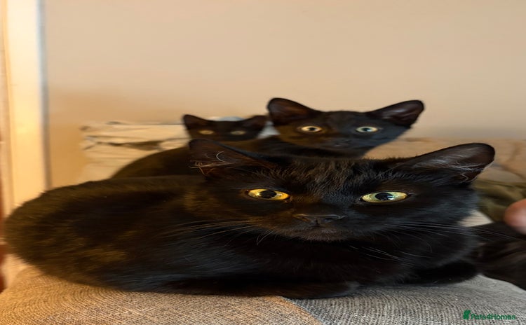 Mixed Breed cats - Advert 1