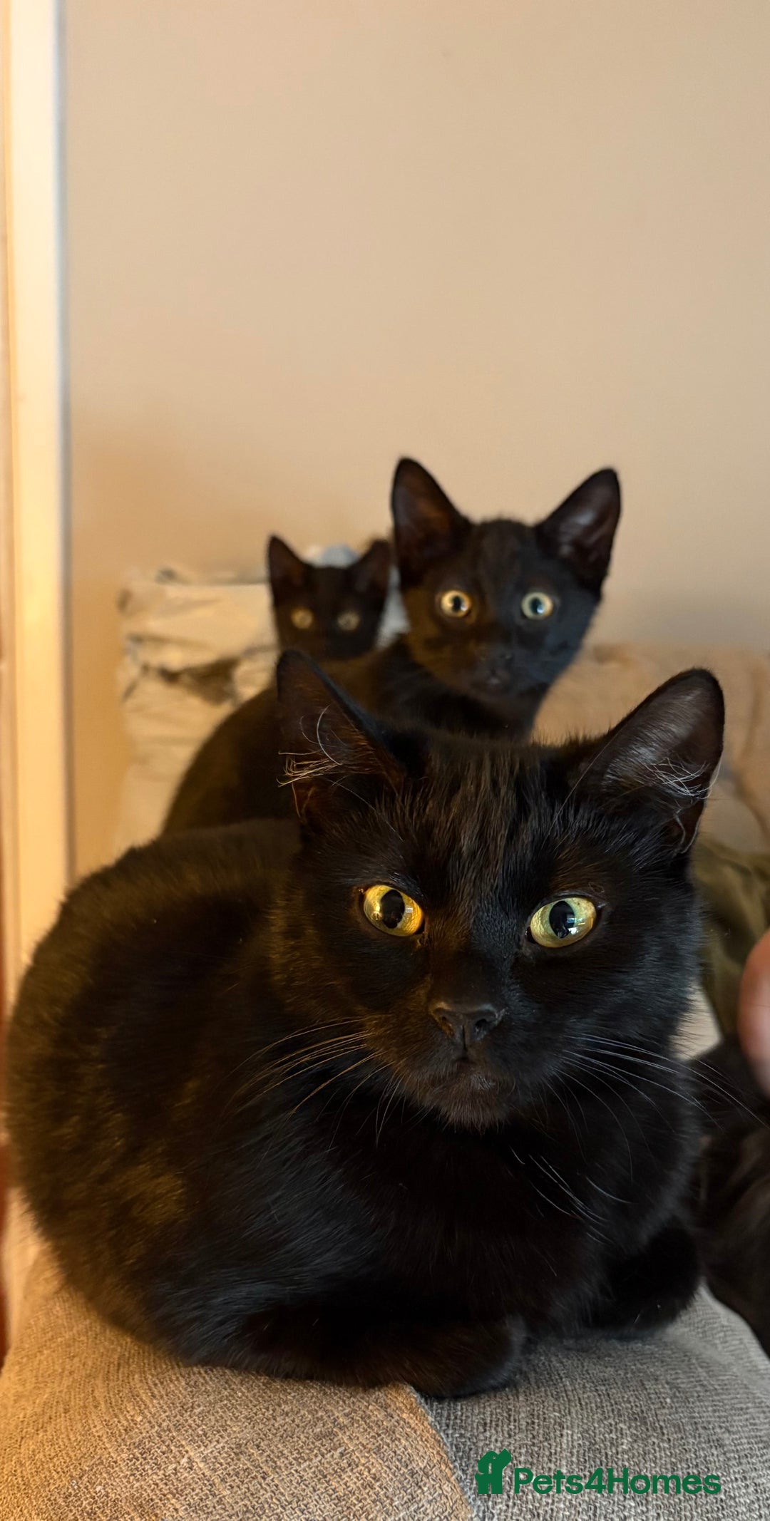 Mixed Breed cats for sale: **** Beautiful pure black kittens **** - Image 1