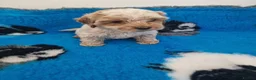 Maltipoo dogs for sale: Maltipoo puppies ready now  - Advert 8
