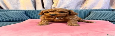 Cockapoo 1
