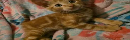 Mixed Breed cats for sale: 7 beautiful kittens - Advert 1