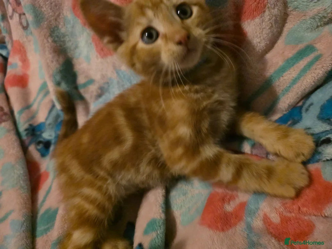 Mixed Breed cats for sale: 7 beautiful kittens - Advert 1