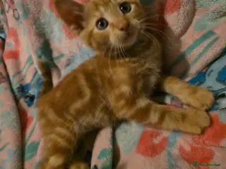Mixed Breed cats 7 beautiful kittens - Advert 2