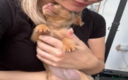 Jack Russell dogs for sale: Miniature Jack Russell puppies Ready to leave in Gillingham - Image 19