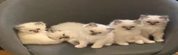Ragdoll cats for sale: Perfect Blue Point Ragdoll kittens. - Advert 1