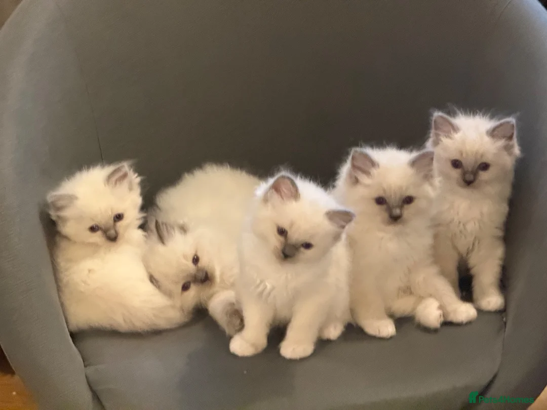 Ragdoll cats for sale: Perfect Blue Point Ragdoll kittens. - Advert 1