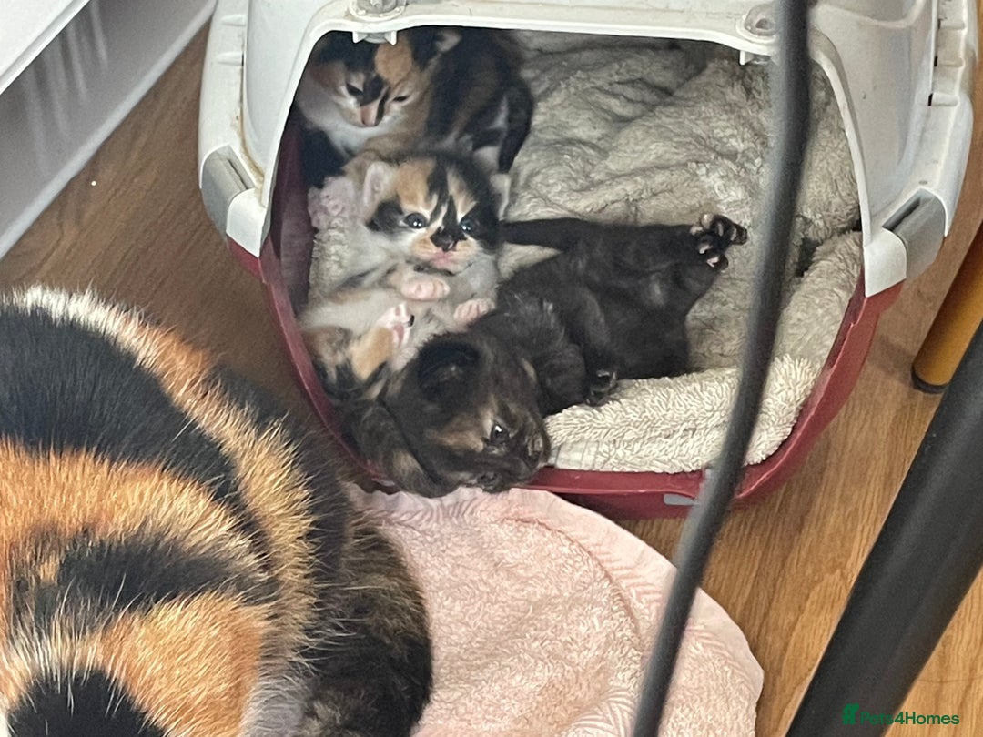 British Shorthair cats for sale: 3 beautiful and playful kittens  - Image 6