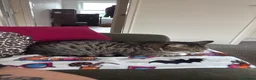 Mixed Breed cats for sale: 3 year old cat up for rehoming  in Lincoln - Advert 3