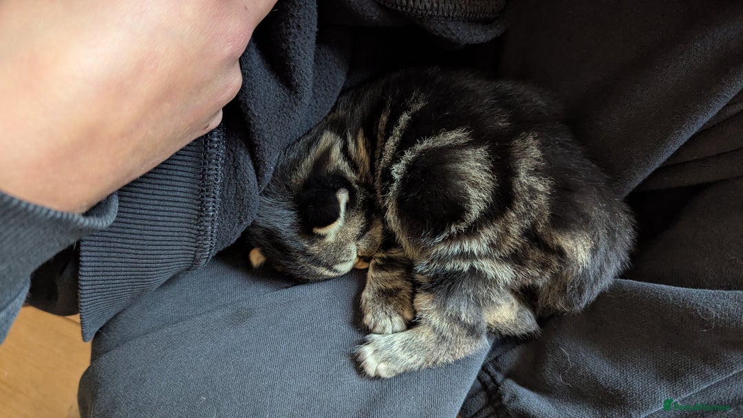 Mixed Breed cats for sale: 4 adorable Ragdoll/Tabby mix kittens - Image 10