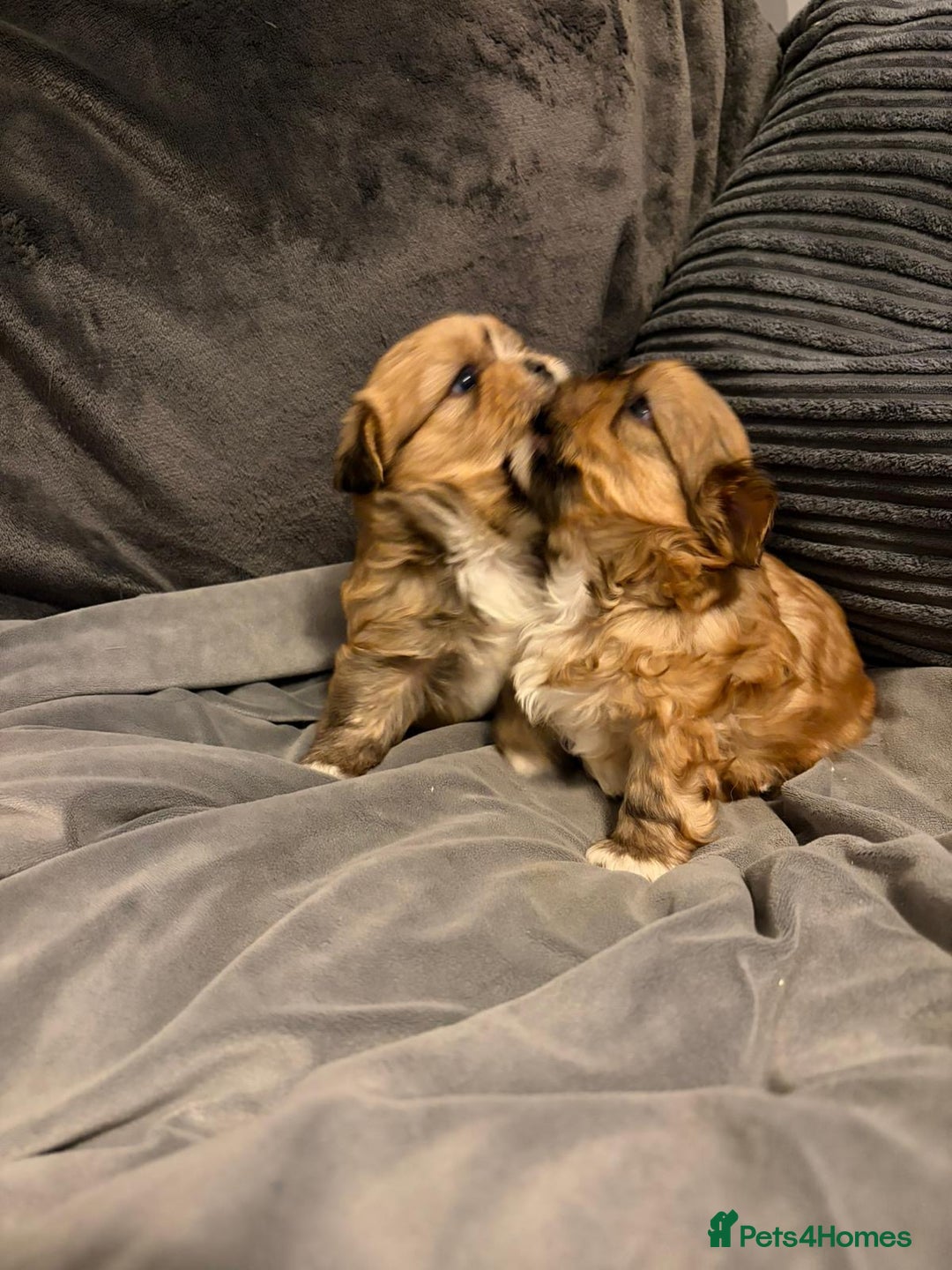 Shih Tzu dogs for sale: Gorgeous litter of shih tzu pups  - Advert 14