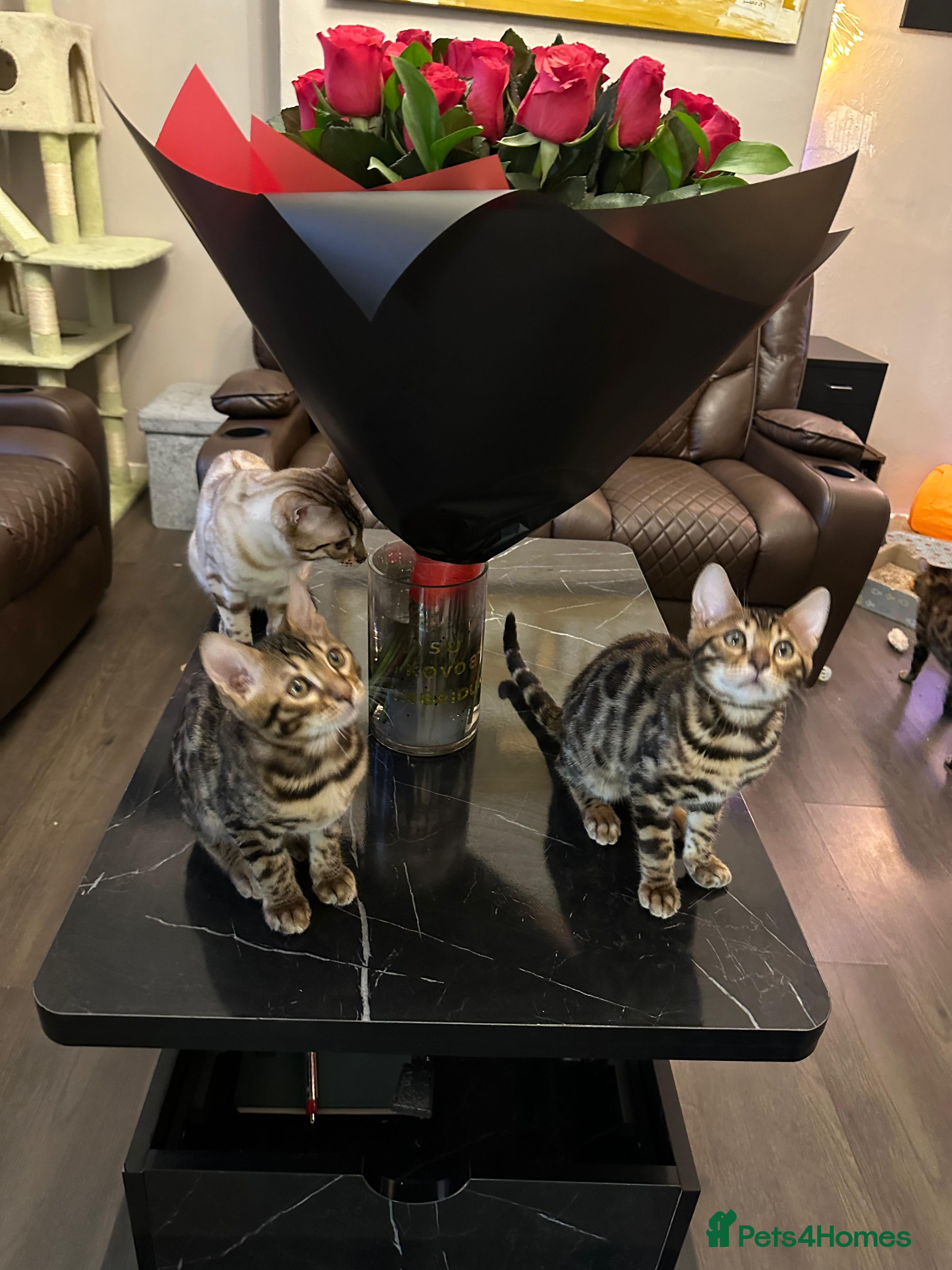 Bengal cats MagicBengal Kittens looking for new homes 🥰 - Advert 4
