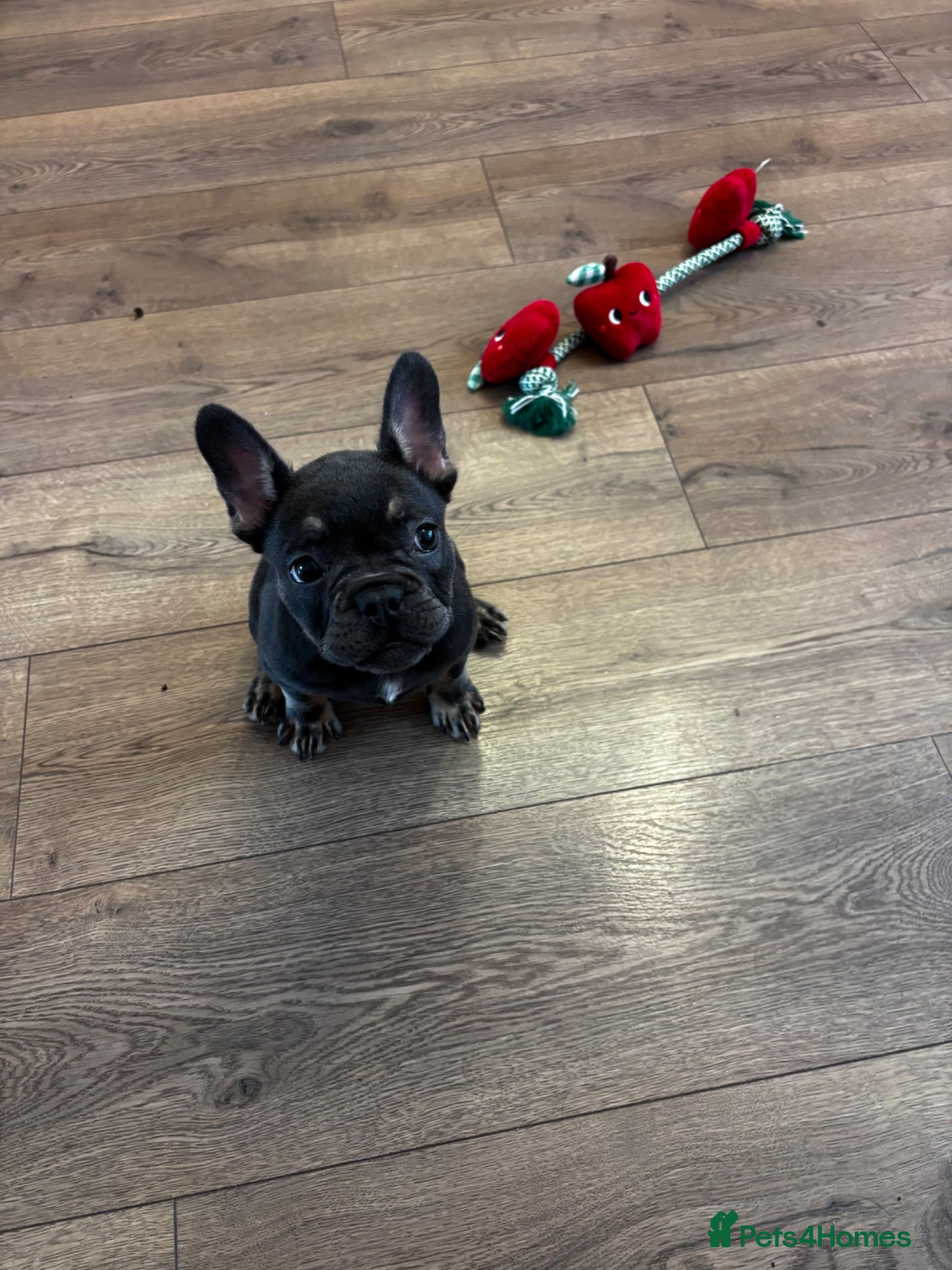 French Bulldog dogs French bulldog pup - Advert 1