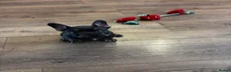 French Bulldog dogs for sale: French bulldog pup - Advert 1