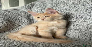 Maine Coon cats - Advert 3