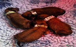 Pomeranian dogs for sale: Gorgeous Pomeranian Puppies, 2 Boys and Two Girls - Image 21