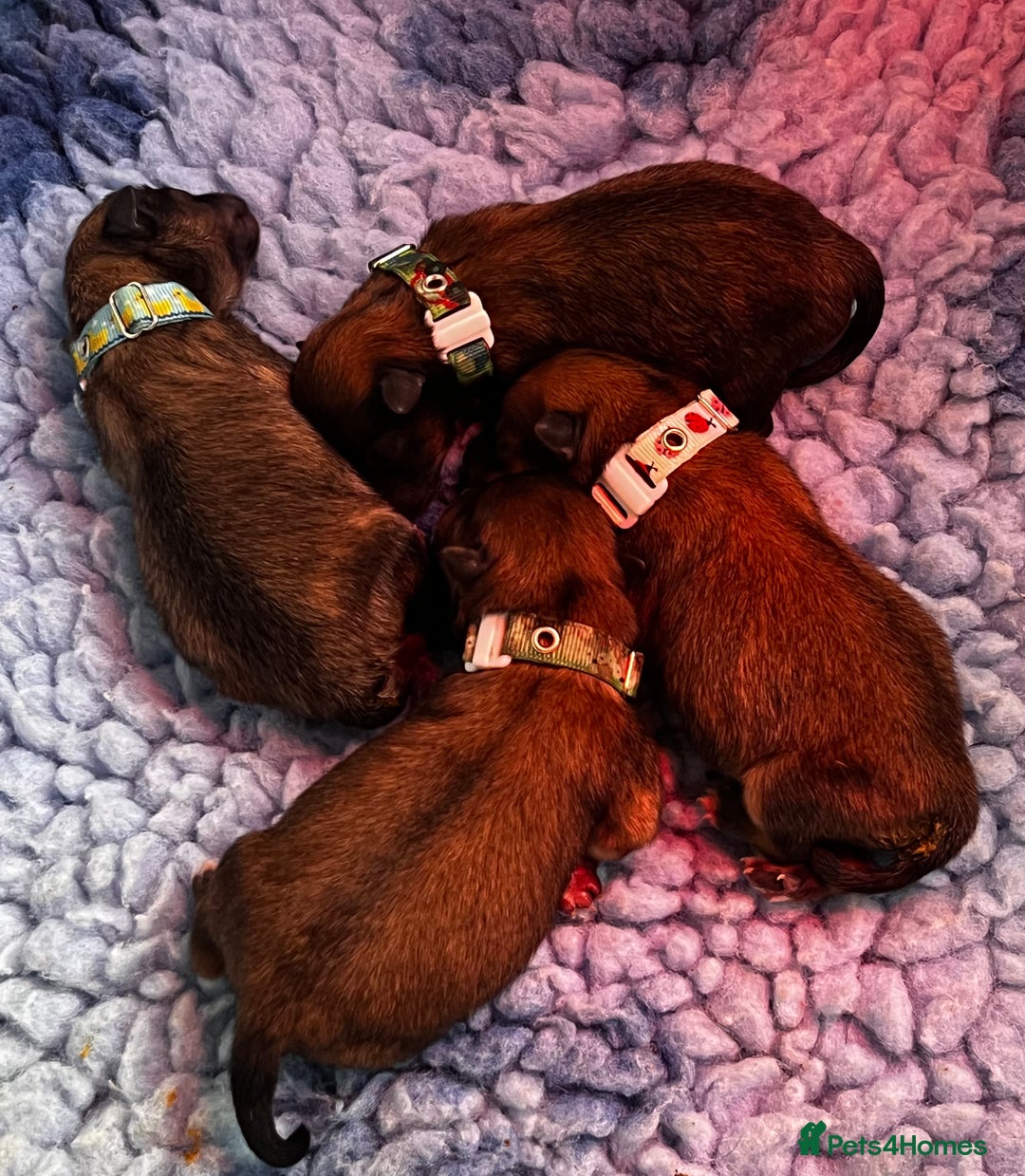 Pomeranian dogs for sale: Gorgeous Pomeranian Puppies, 2 Boys and Two Girls - Image 21