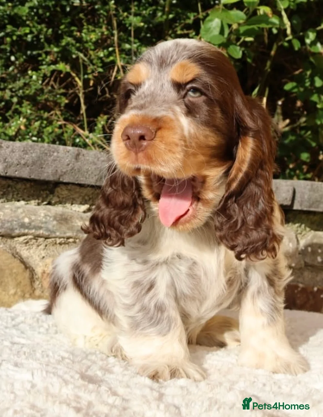 Cocker Spaniel dogs for sale: Extensively Health tested Parents & UNIQUE colours - Advert 1