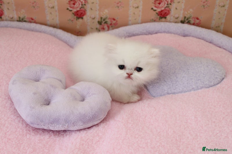 Persian cats Persian kittens available now  - Advert 4