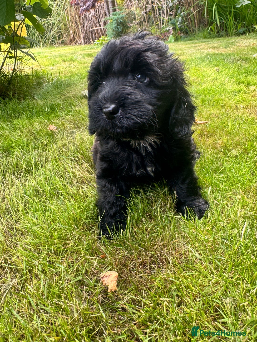Cockapoo dogs for sale: All pups reserved  ! Ready 4 August - Image 3