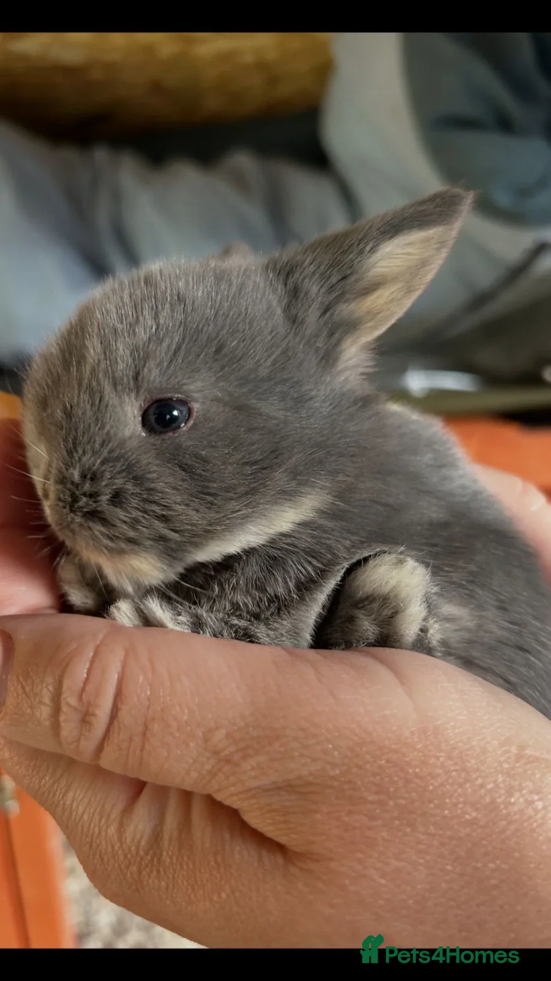 Mini Lop rabbits for sale: Gorgeous lop ear bunnies - Advert 1