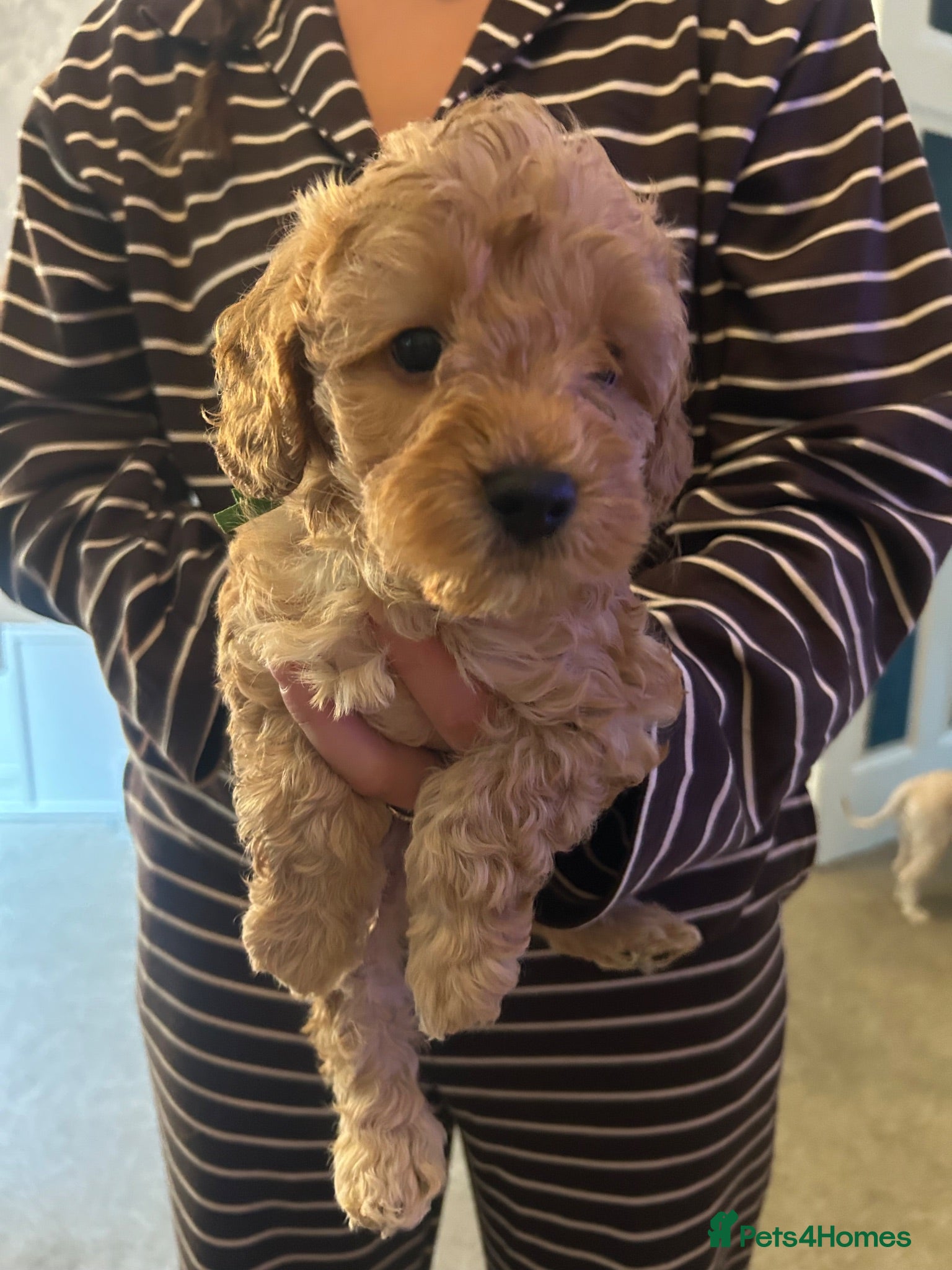 Cavapoo dogs F1b cavapoo  - Advert 14