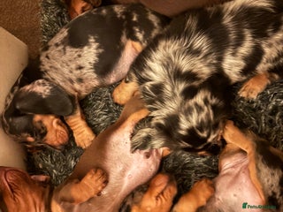 Miniature Dachshund dogs - Advert 2