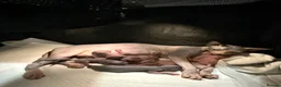 Sphynx cats for sale: Famale Kitten 😻 - Advert 13