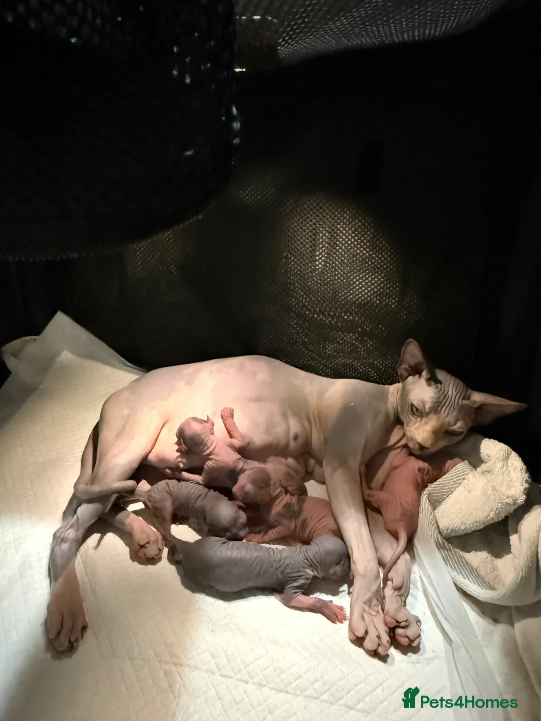 Sphynx cats for sale: Famale Kitten 😻 - Advert 13