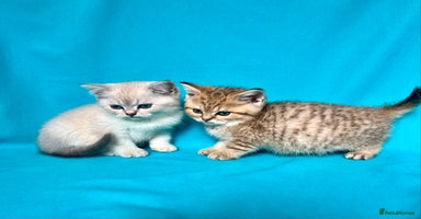 British Shorthair cats - Advert 10