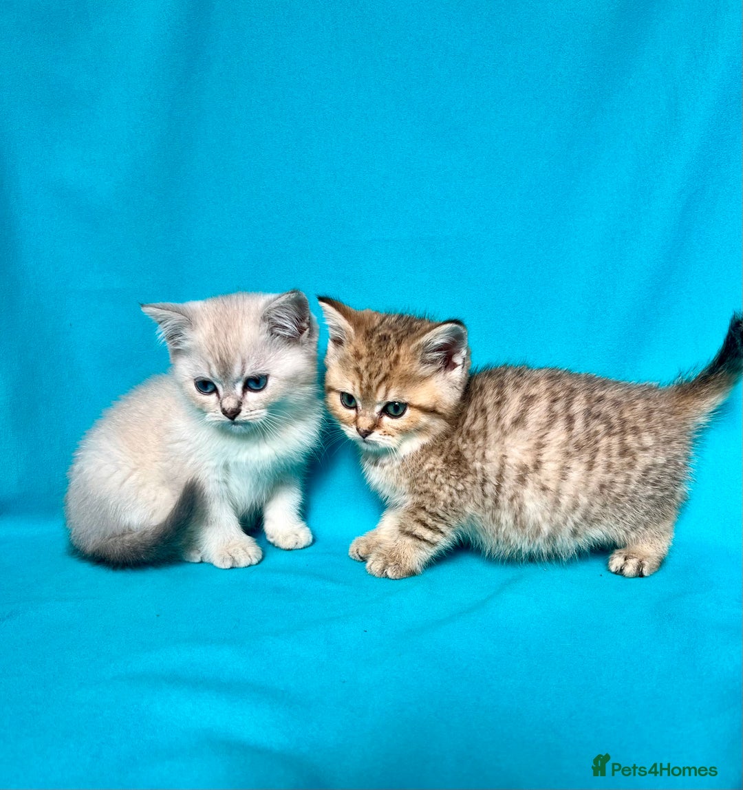British Shorthair cats for sale: 🐾Purebred BSH kittens🐾 - Image 2