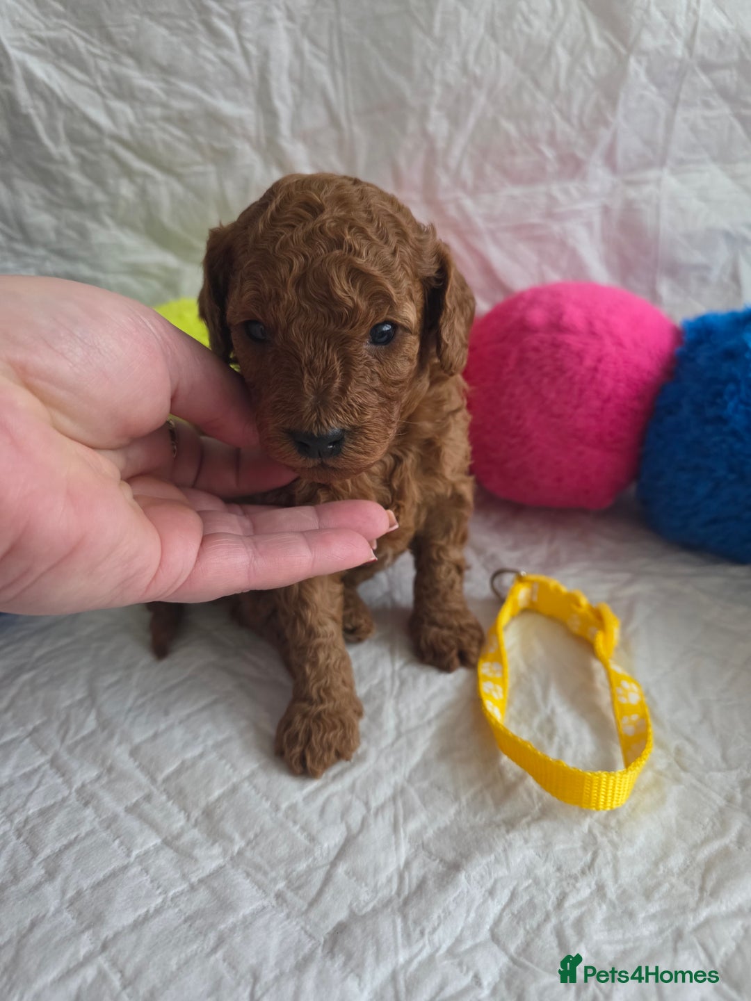 Cavapoo dogs for sale: 🥇 Finest Quality Beautiful F1b Cavapoos 🥇 - Advert 5