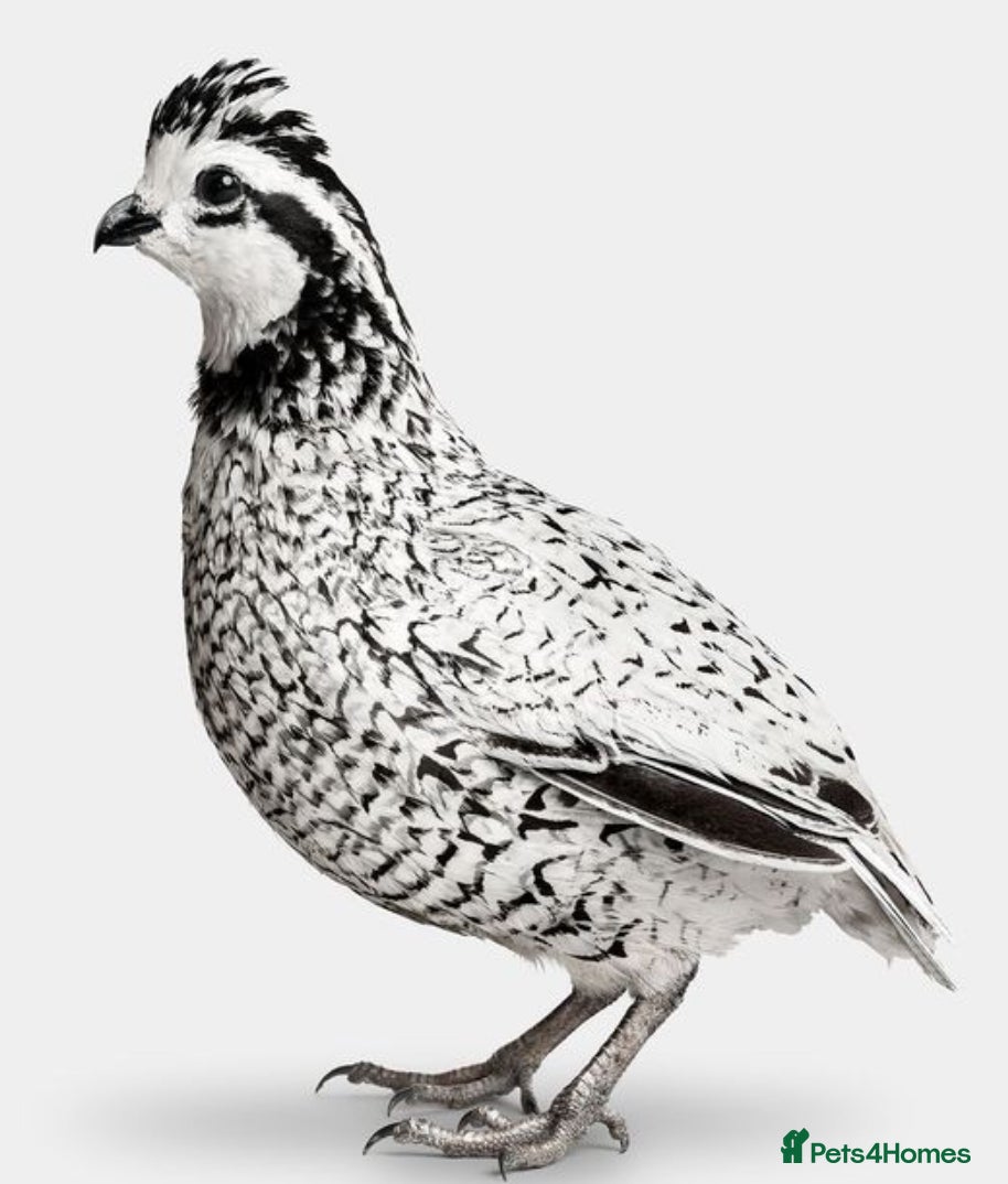 Chickens poultry for sale:  Appenzeller, Pekin, Brakel, Guinea Fowl, Bobwhite in Aberaeron - Advert 6