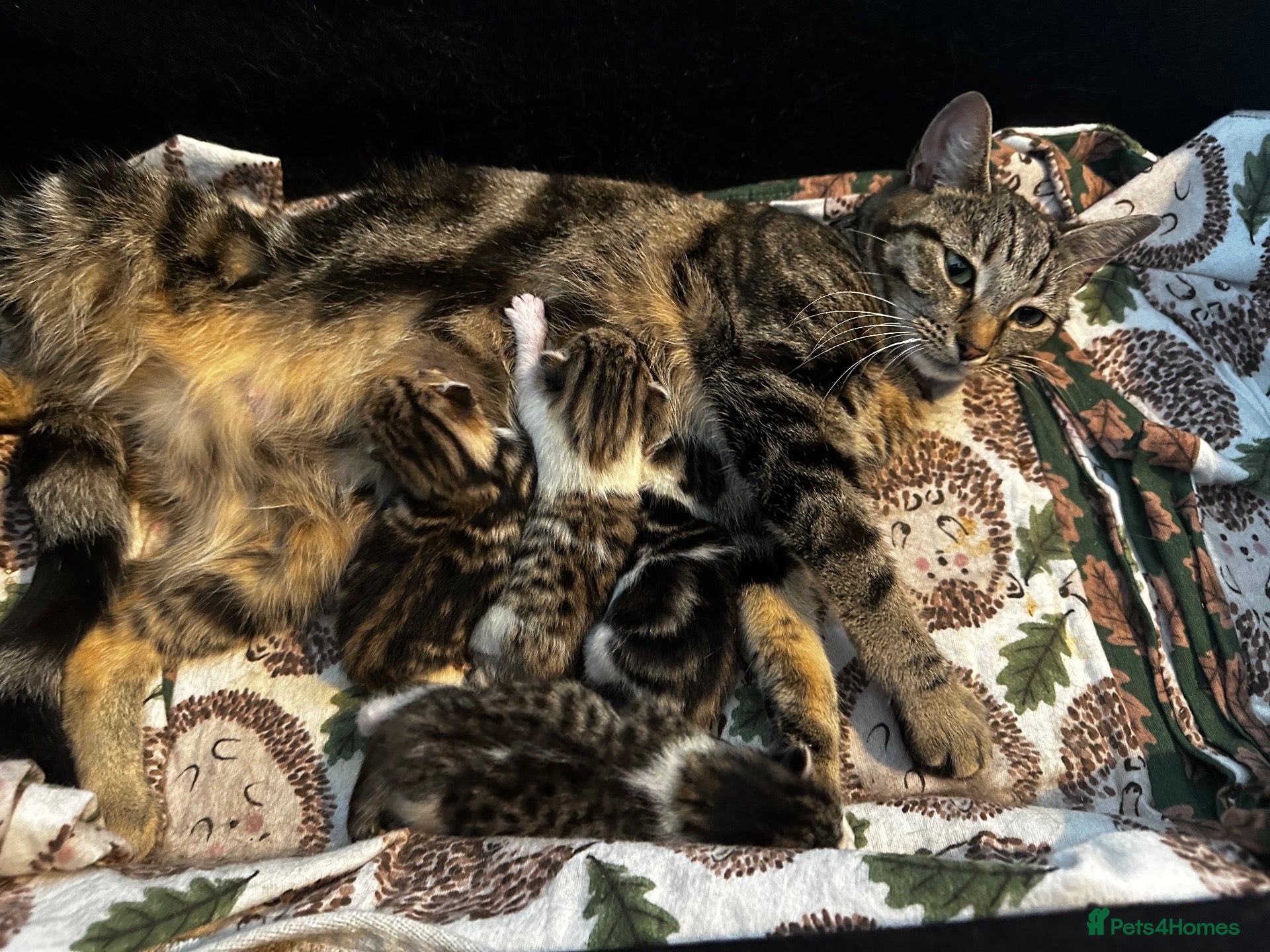 Mixed Breed cats HALF MAINE COONS  - Advert 6