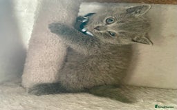 British Shorthair cats for sale: Female pure British shorthair kittens - Image 6