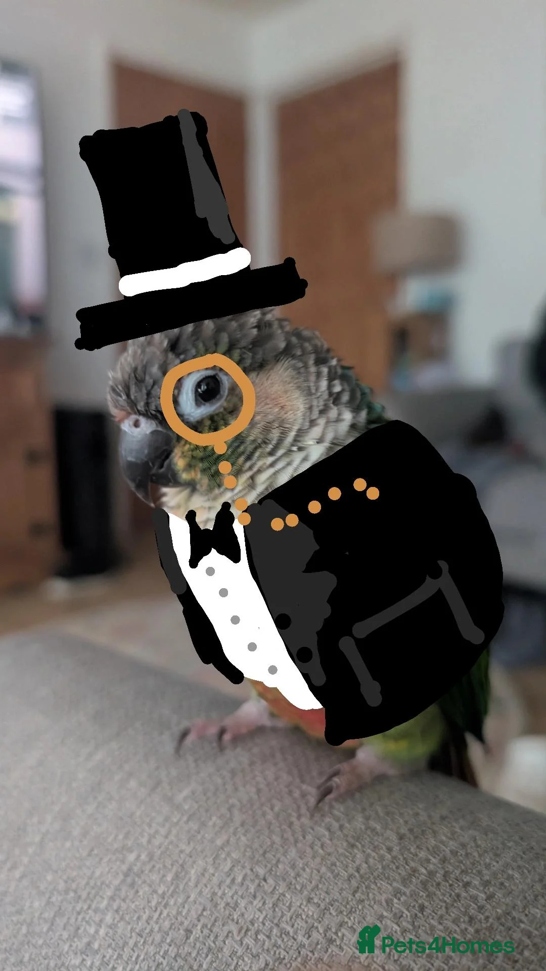 Conures birds for sale: Green Cheek Conure Looking For Forever Home 🦜 - Advert 3
