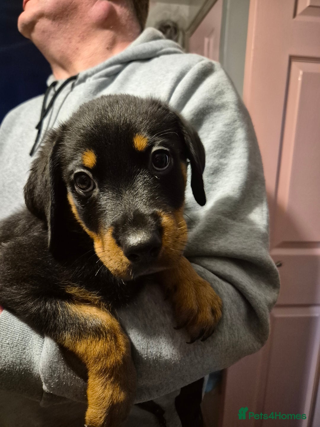 Rottweiler dogs for sale: One beautiful rottweiler boy - Advert 1